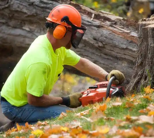 tree services French Settlement